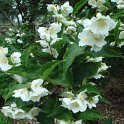 Philadelphus incanus fleur P2A P2C